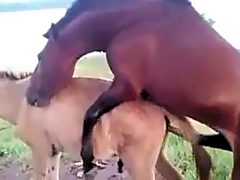 ZJ  Horse and donkey (gay penetration)